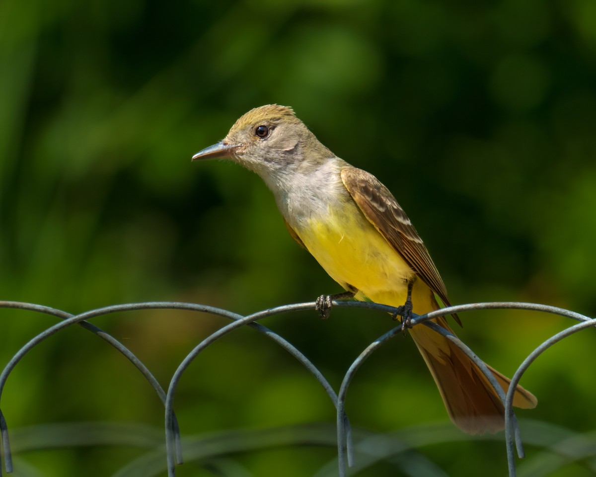 Great Crested Flycatcher - ML585591191