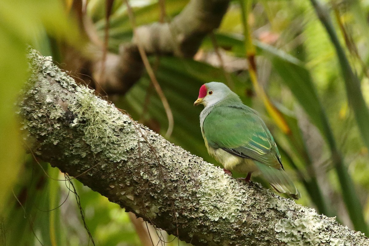 Henderson Island Fruit-Dove - ML585591361