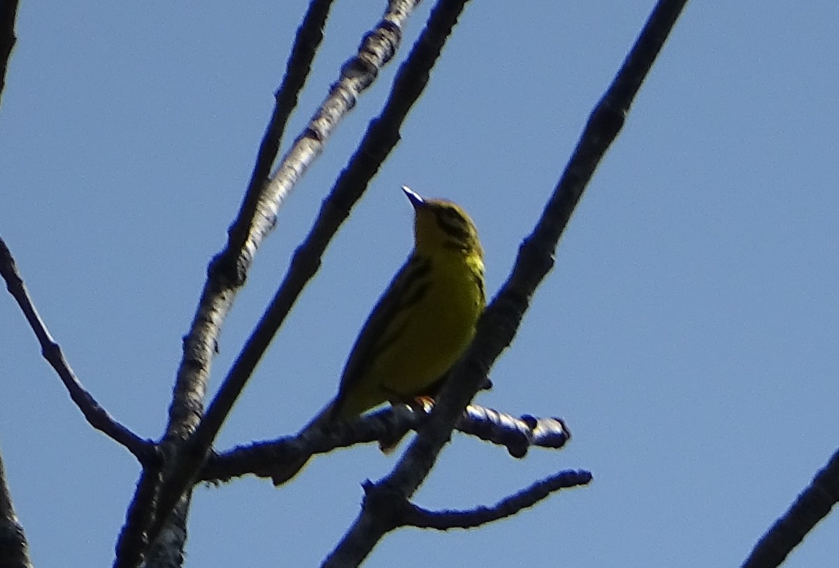 Prairie Warbler - ML58559161