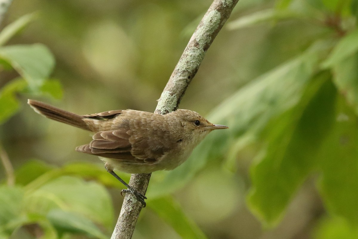 Henderson Island Reed Warbler - Brian Gibbons