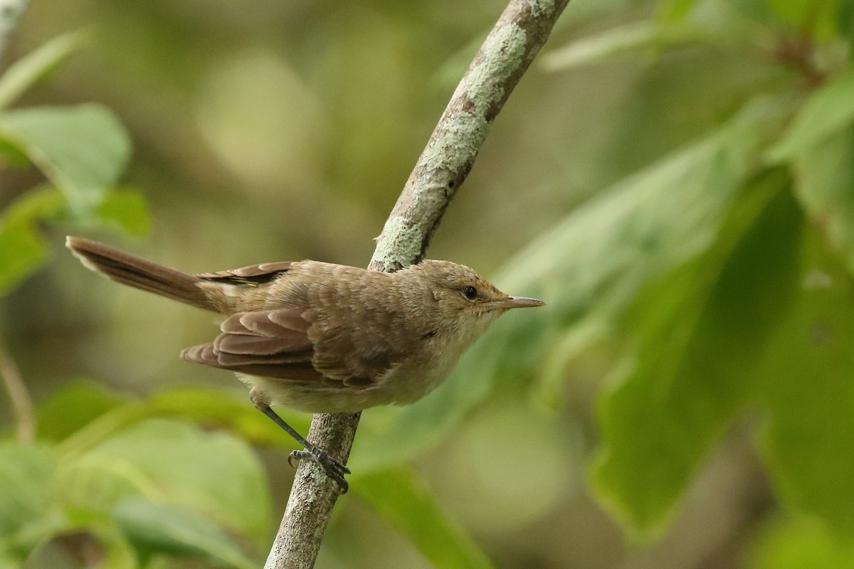 Henderson Island Reed Warbler - ML585592091