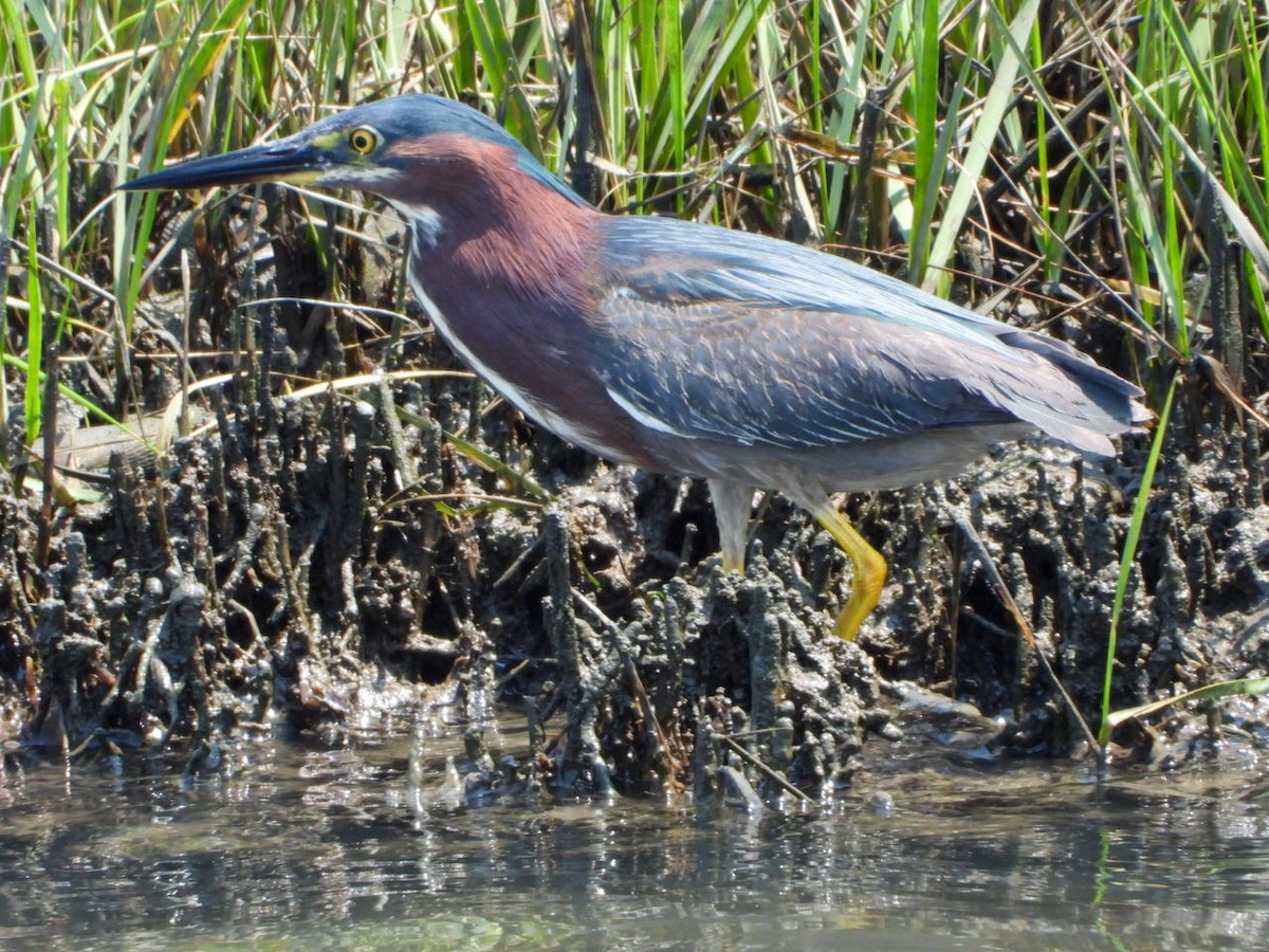 Green Heron - ML585592101