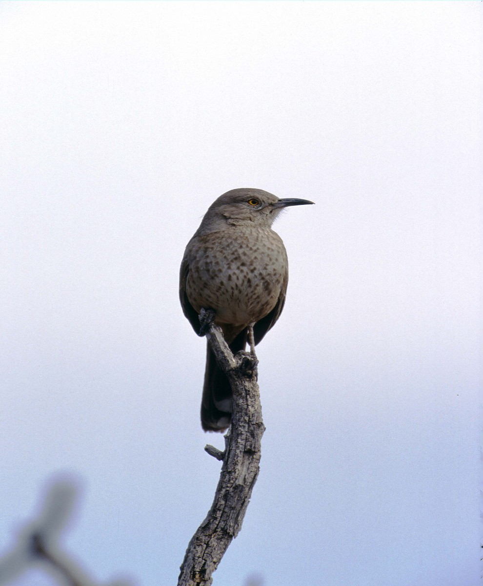 Moqueur de Bendire - ML585592191