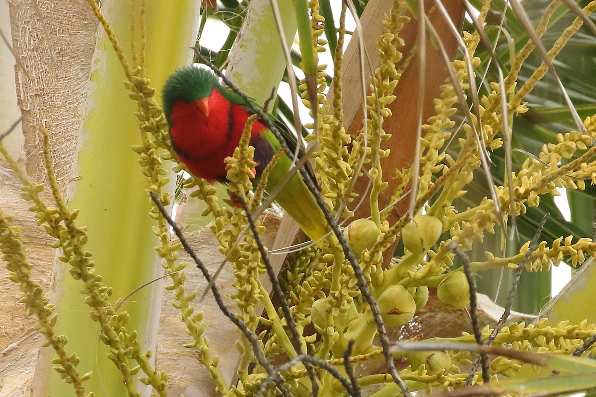 Stephen Loriketi - ML585592251