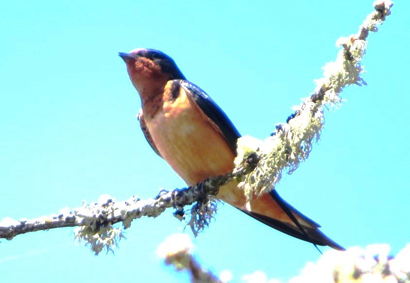 Barn Swallow - ML585592971