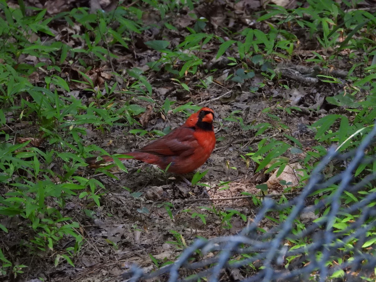 Northern Cardinal - ML585593181