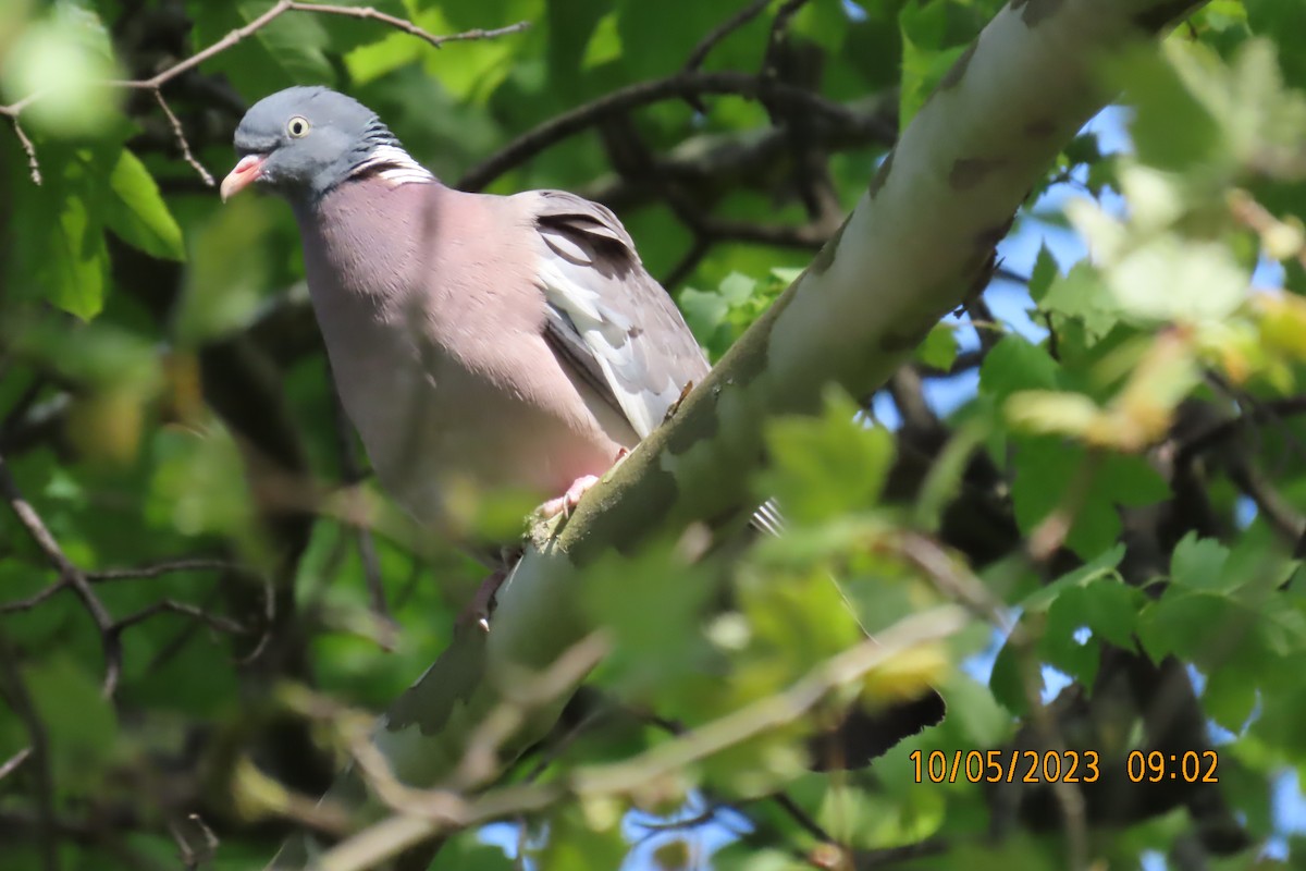 Common Wood-Pigeon - ML585594091