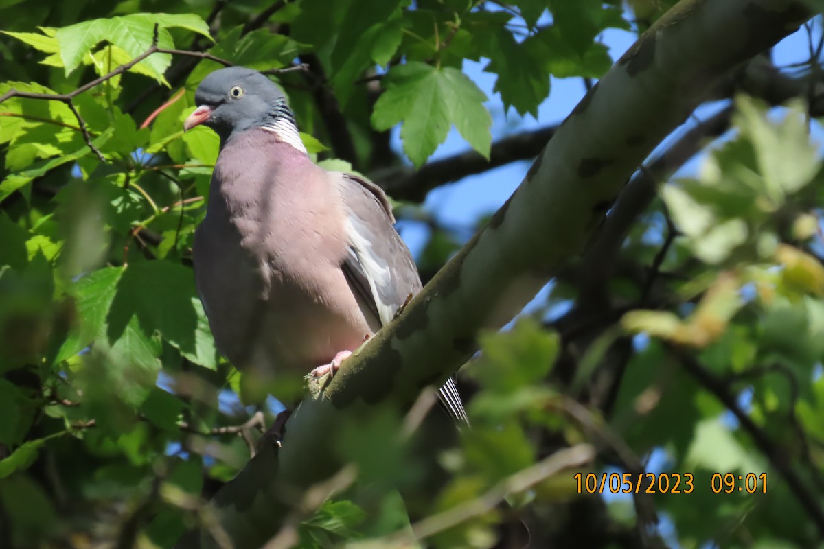 Common Wood-Pigeon - ML585594301