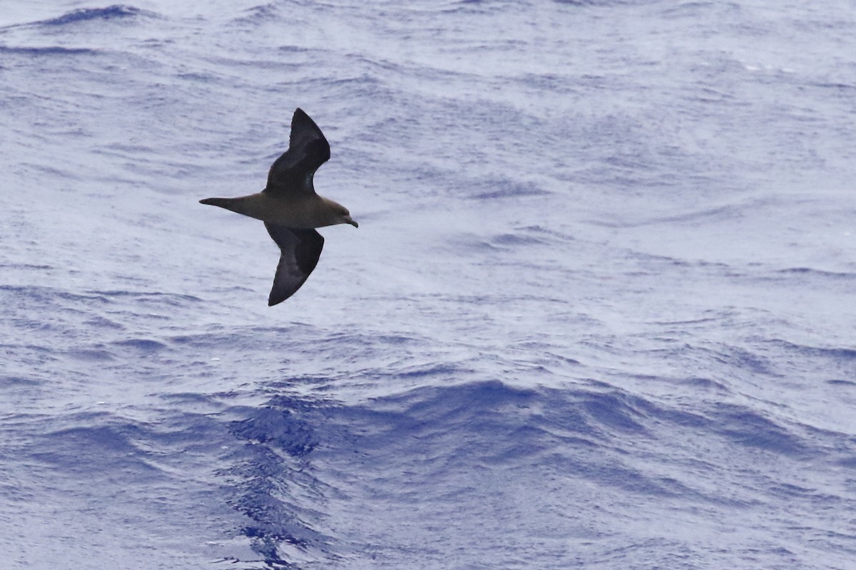 Petrel de la Henderson - ML585594391