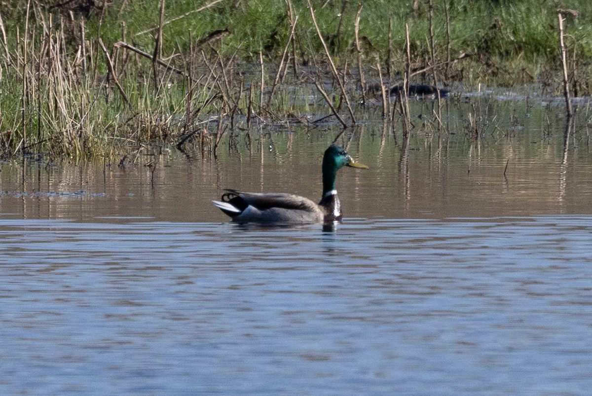 Mallard - ML585594421