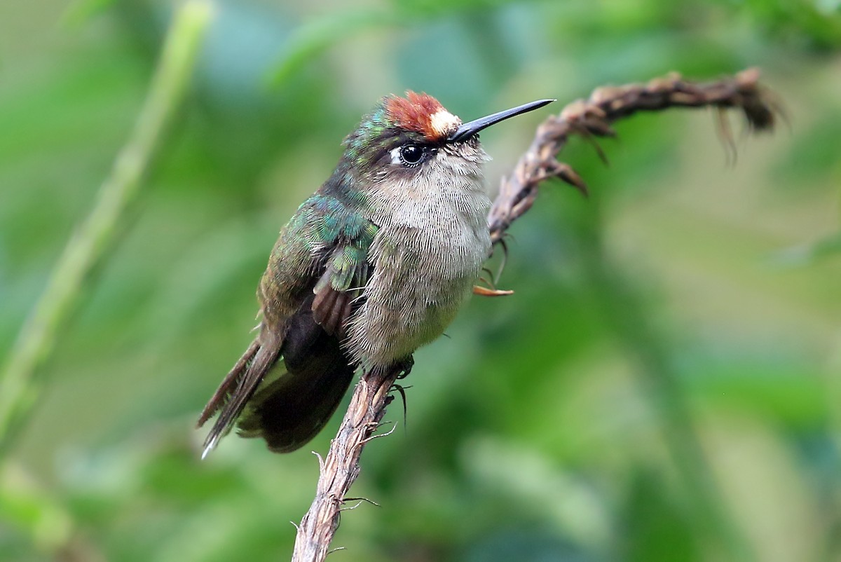 Colibri du Tolima - ML585594501