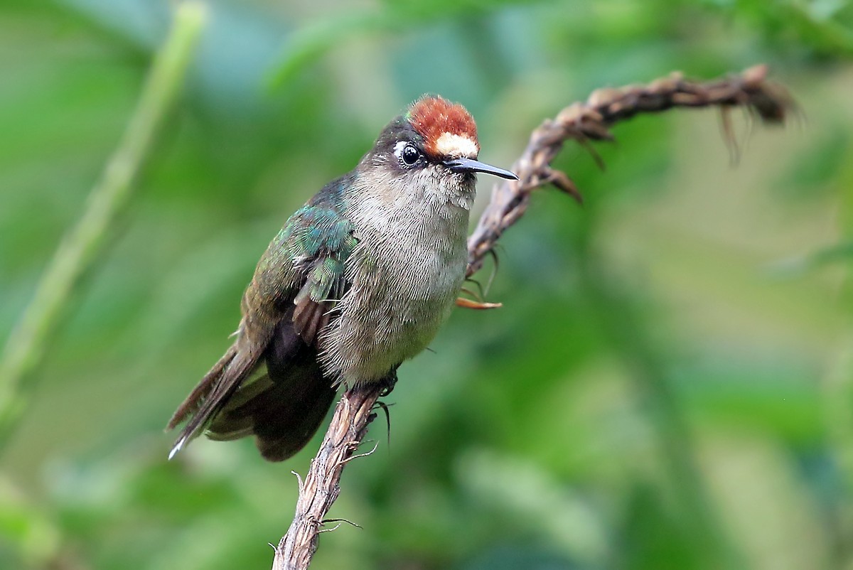 Colibri du Tolima - ML585594511