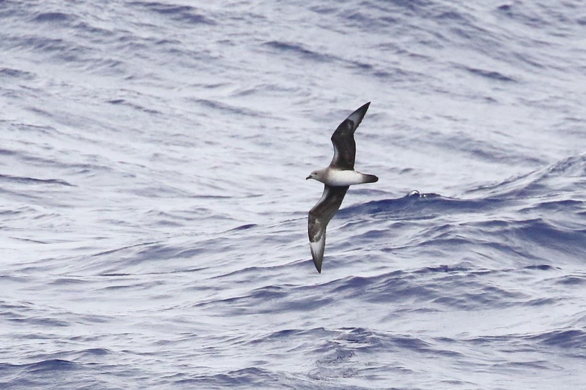 Kermadec Petrel - ML585594591