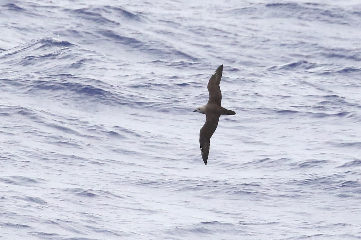 Kermadec Petrel - Brian Gibbons