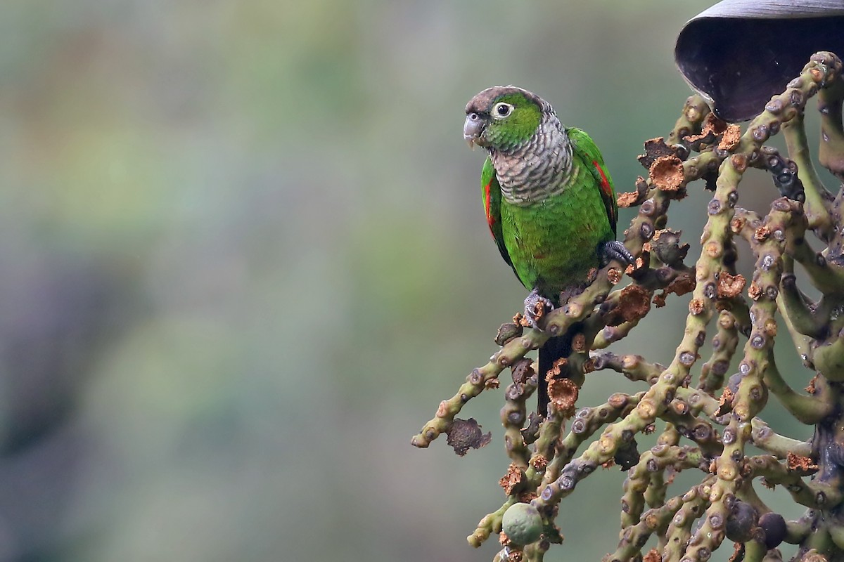 Maroon-tailed Parakeet (Huila) - ML585594851