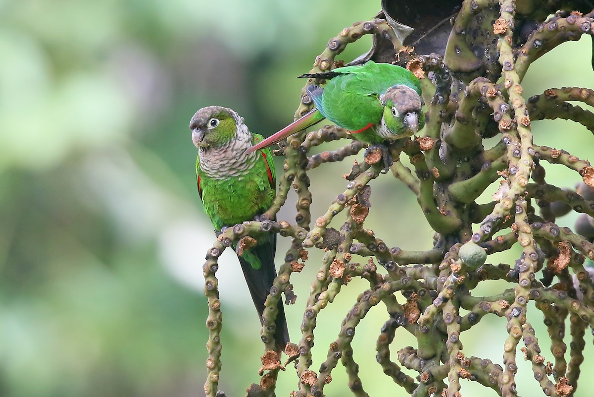 Maroon-tailed Parakeet (Huila) - ML585594871