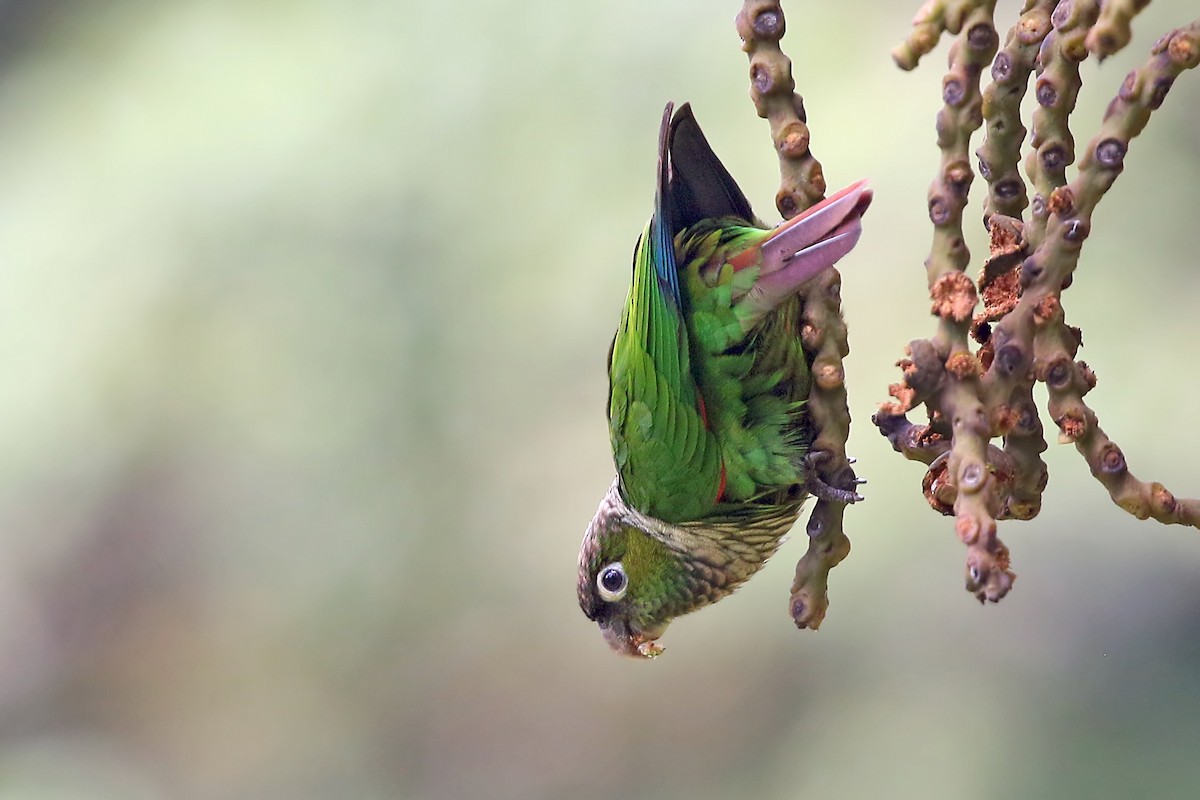 Maroon-tailed Parakeet (Huila) - ML585594901