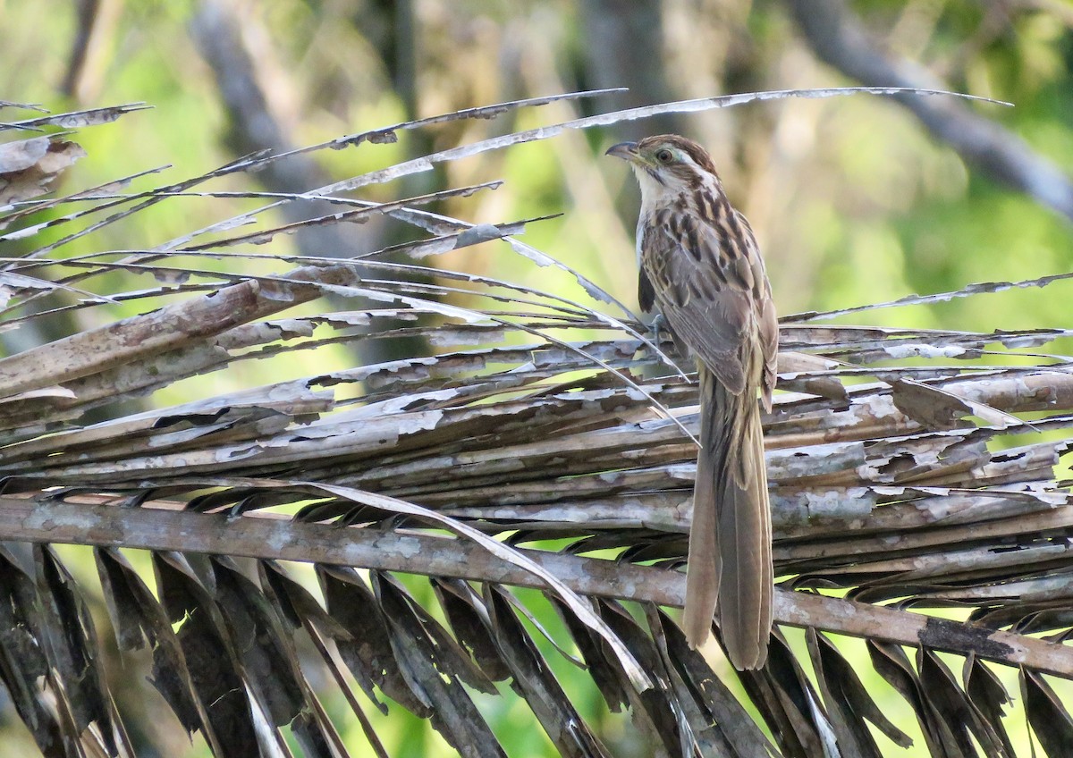 Striped Cuckoo - ML585594931