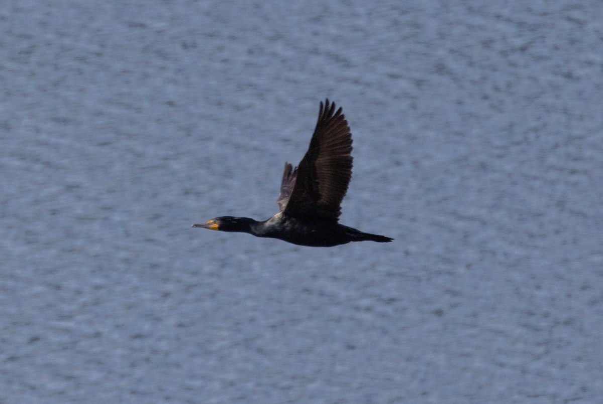 Double-crested Cormorant - John Reynolds