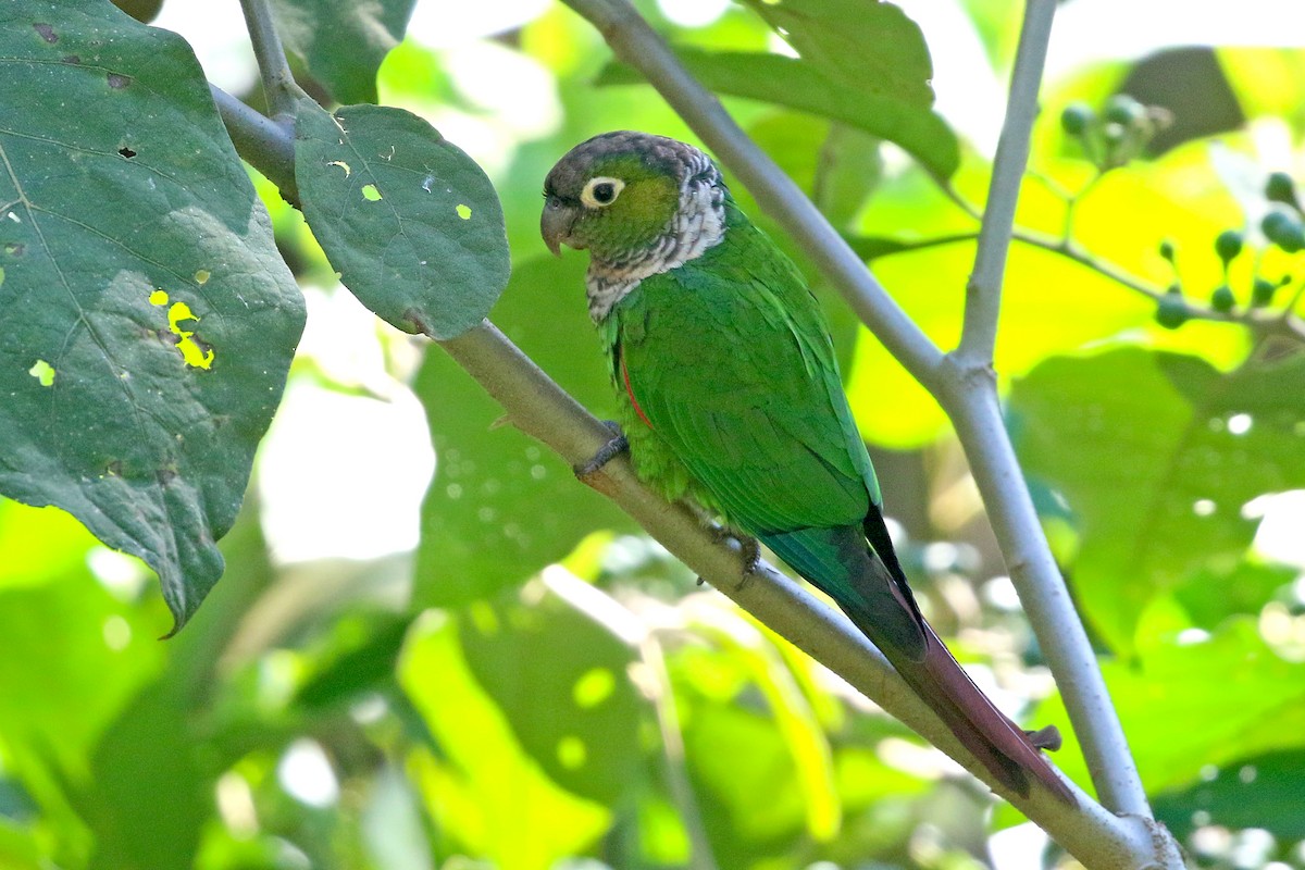 Maroon-tailed Parakeet (Huila) - ML585595581