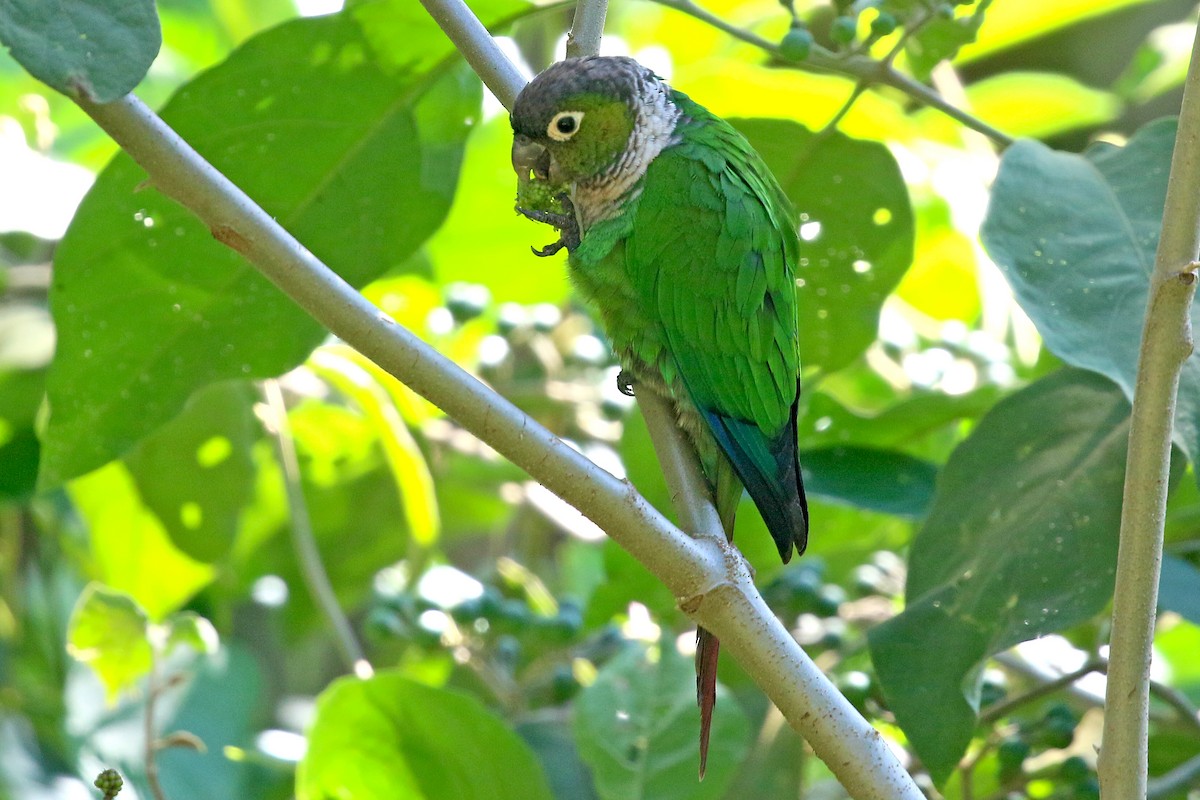 Maroon-tailed Parakeet (Huila) - ML585595661