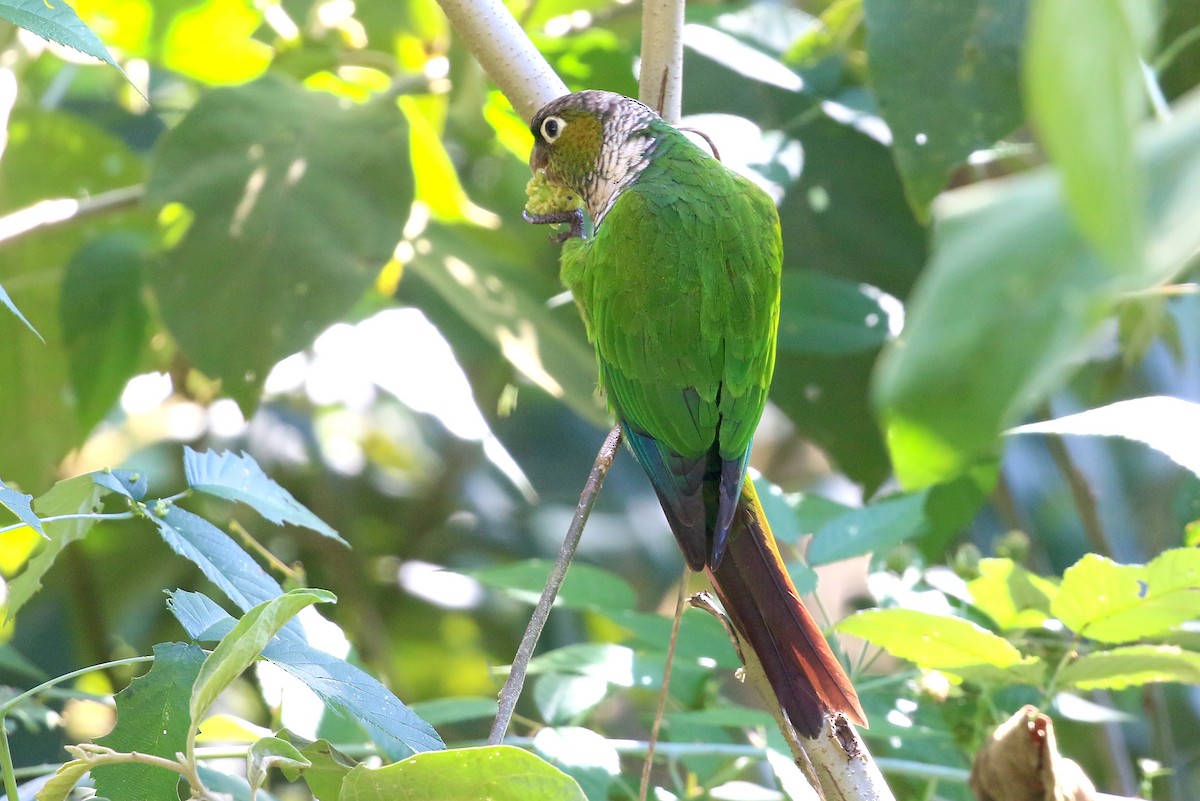 Maroon-tailed Parakeet (Huila) - ML585595681