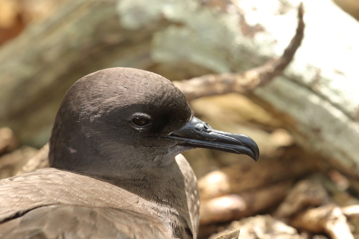 Christmas Shearwater - Brian Gibbons