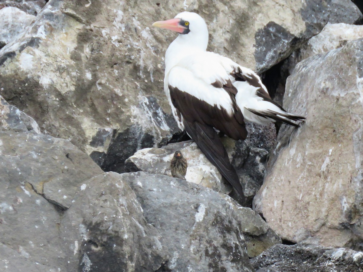 Vampire Ground-Finch - ML585596211