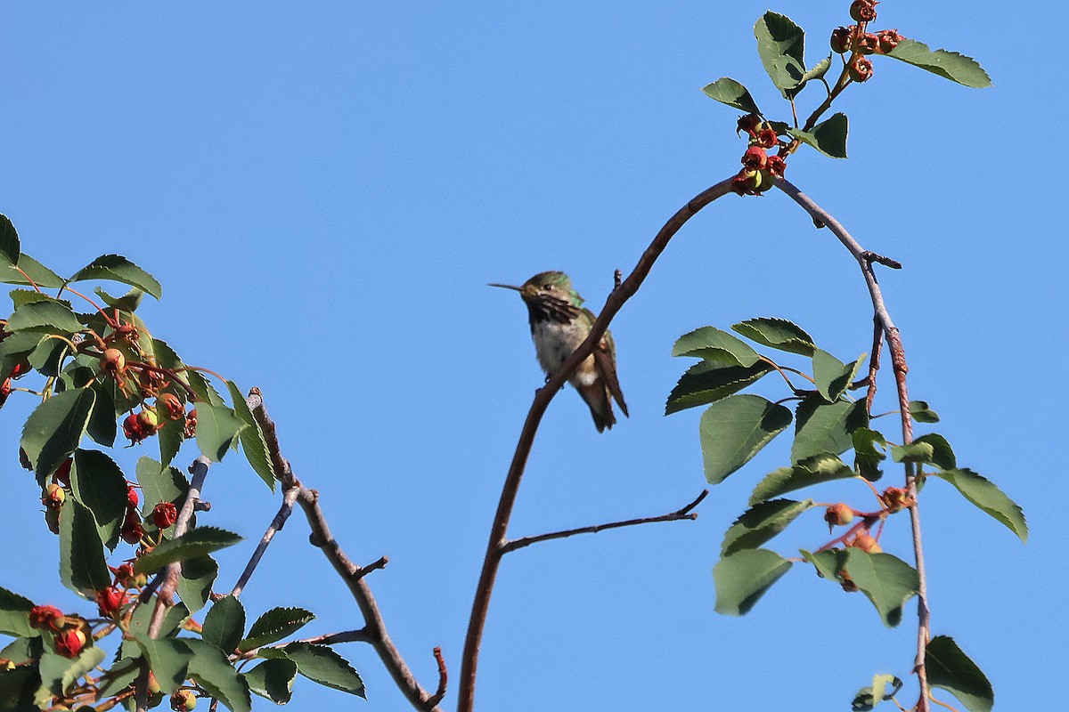 Calliope Hummingbird - ML585597101