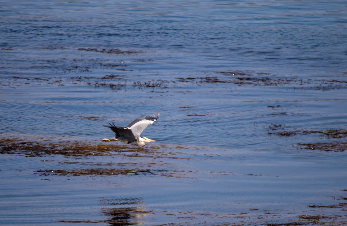 Gray Heron (Gray) - ML585597961