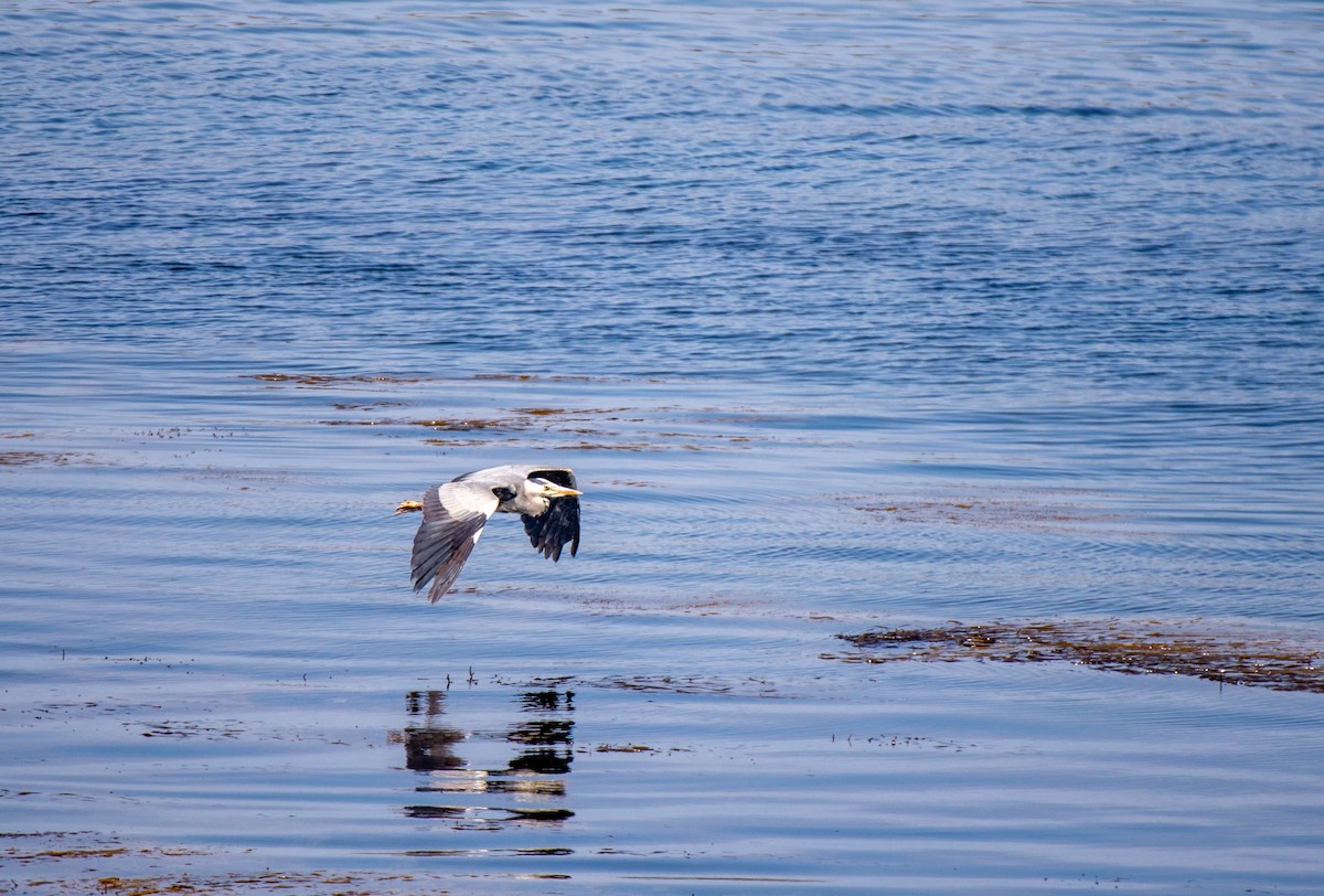 Gray Heron (Gray) - ML585597971