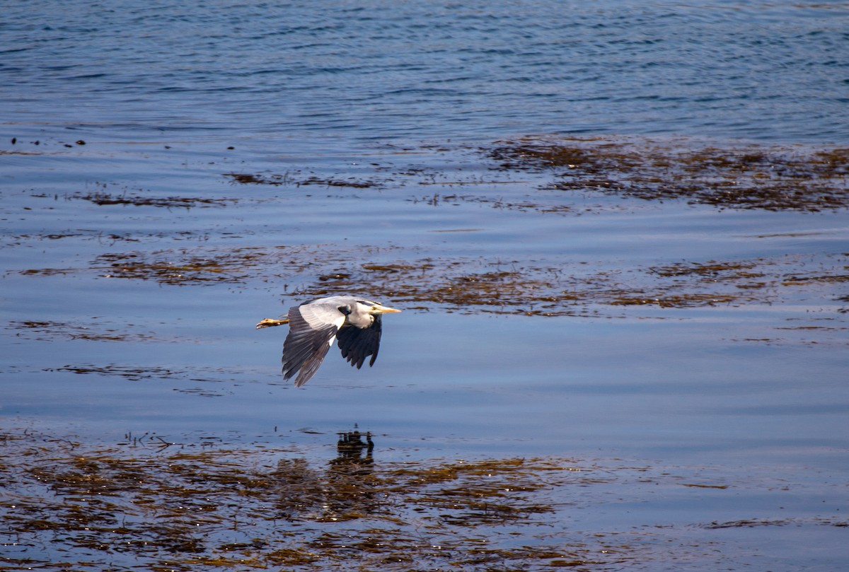 Gray Heron (Gray) - ML585597981