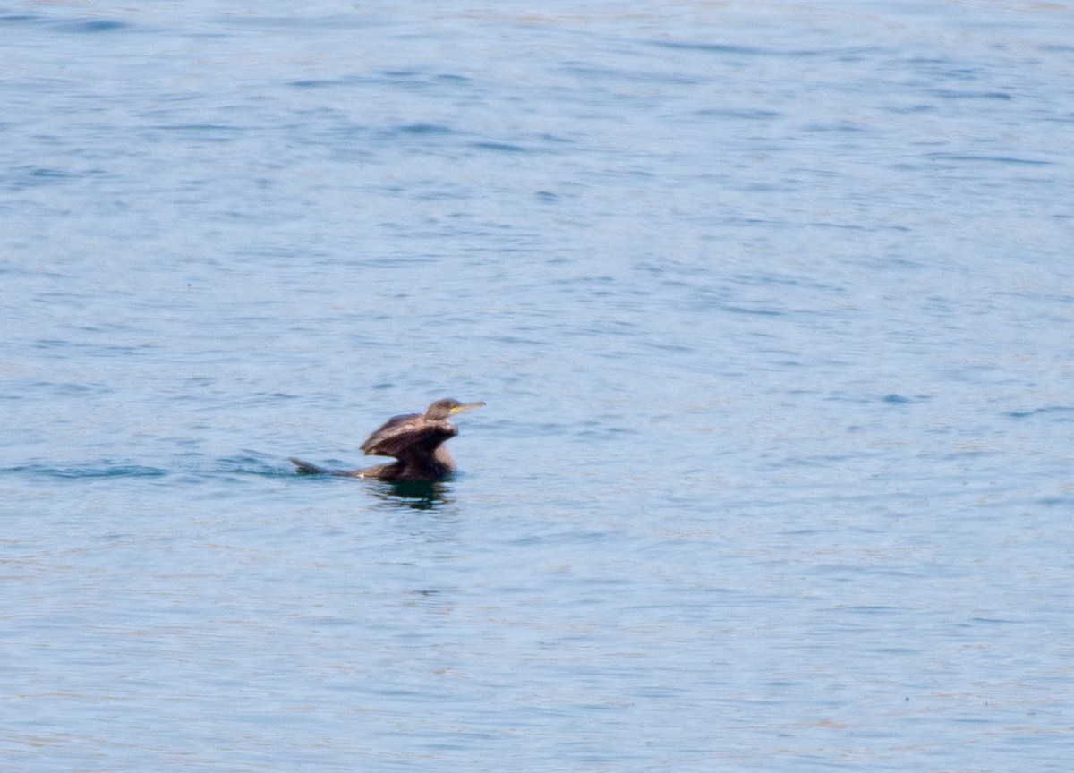 Great Cormorant (North Atlantic) - ML585598041
