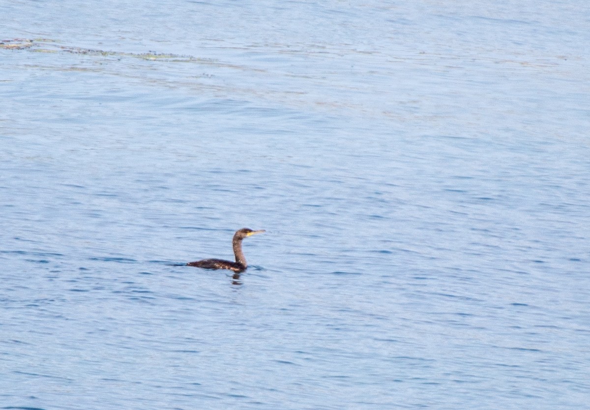 Great Cormorant (North Atlantic) - ML585598051