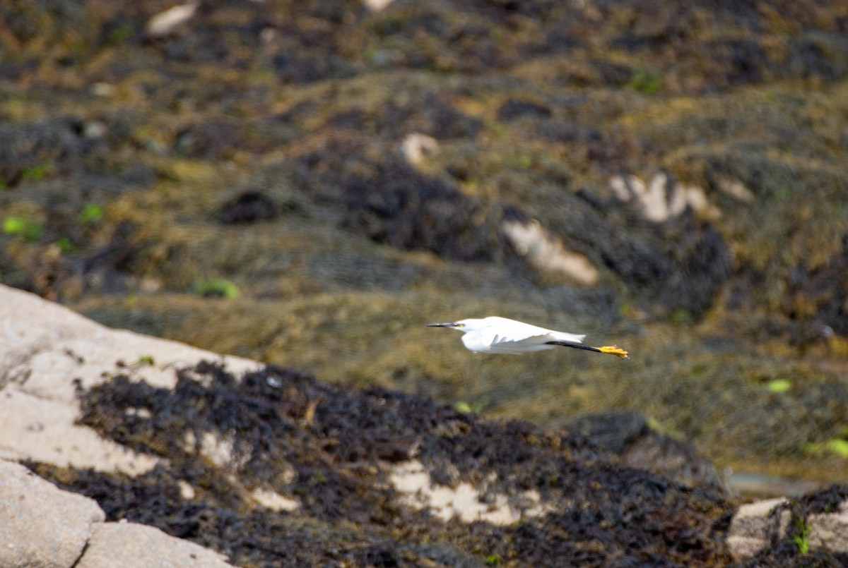 Little Egret (Western) - ML585598251