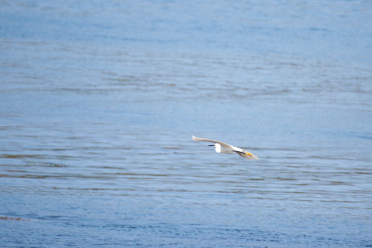 Little Egret (Western) - ML585598261