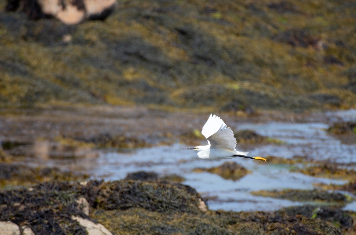 Little Egret (Western) - ML585598271