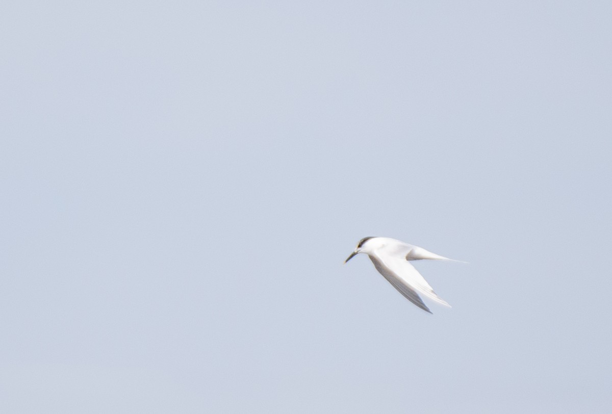 Sandwich Tern (Eurasian) - ML585598511
