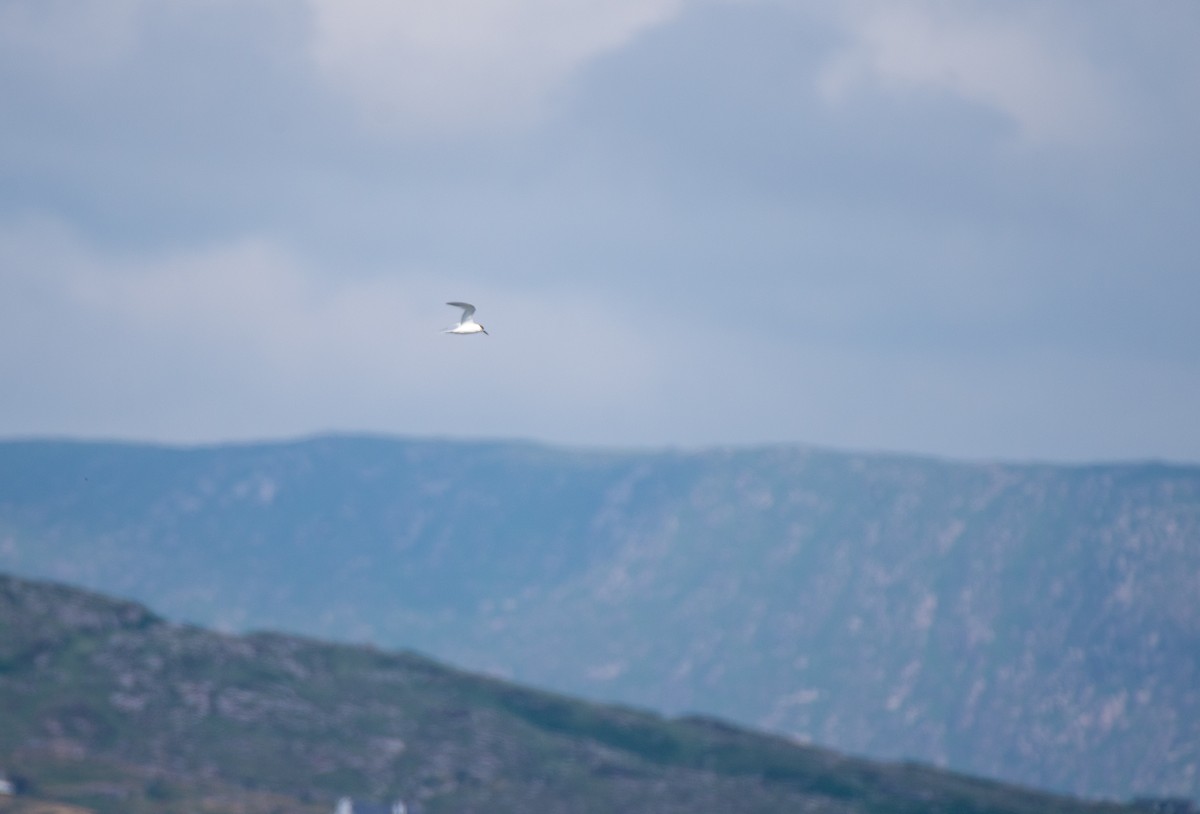 Sandwich Tern (Eurasian) - ML585598521