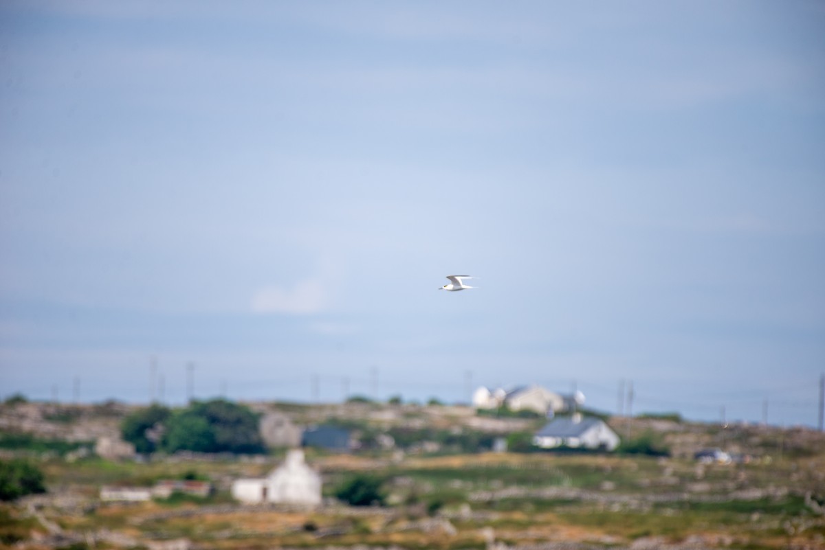 Sandwich Tern (Eurasian) - ML585598531
