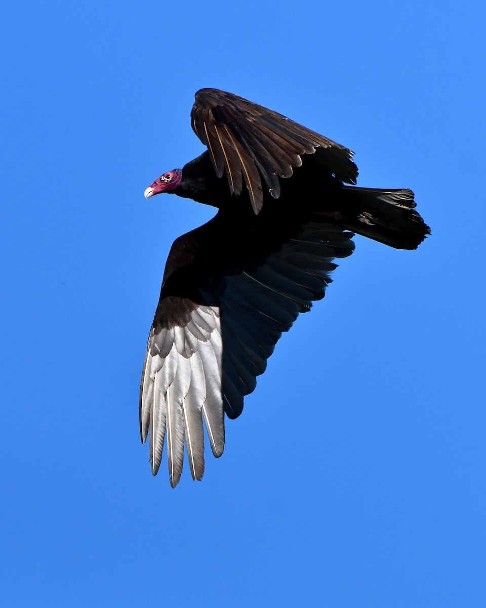 Turkey Vulture - ML585598591