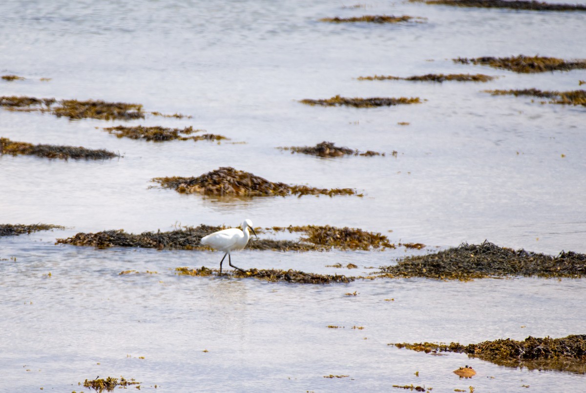 Little Egret (Western) - ML585598781