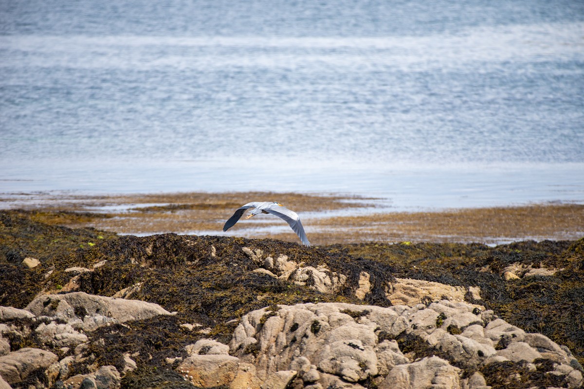 Gray Heron (Gray) - ML585598941