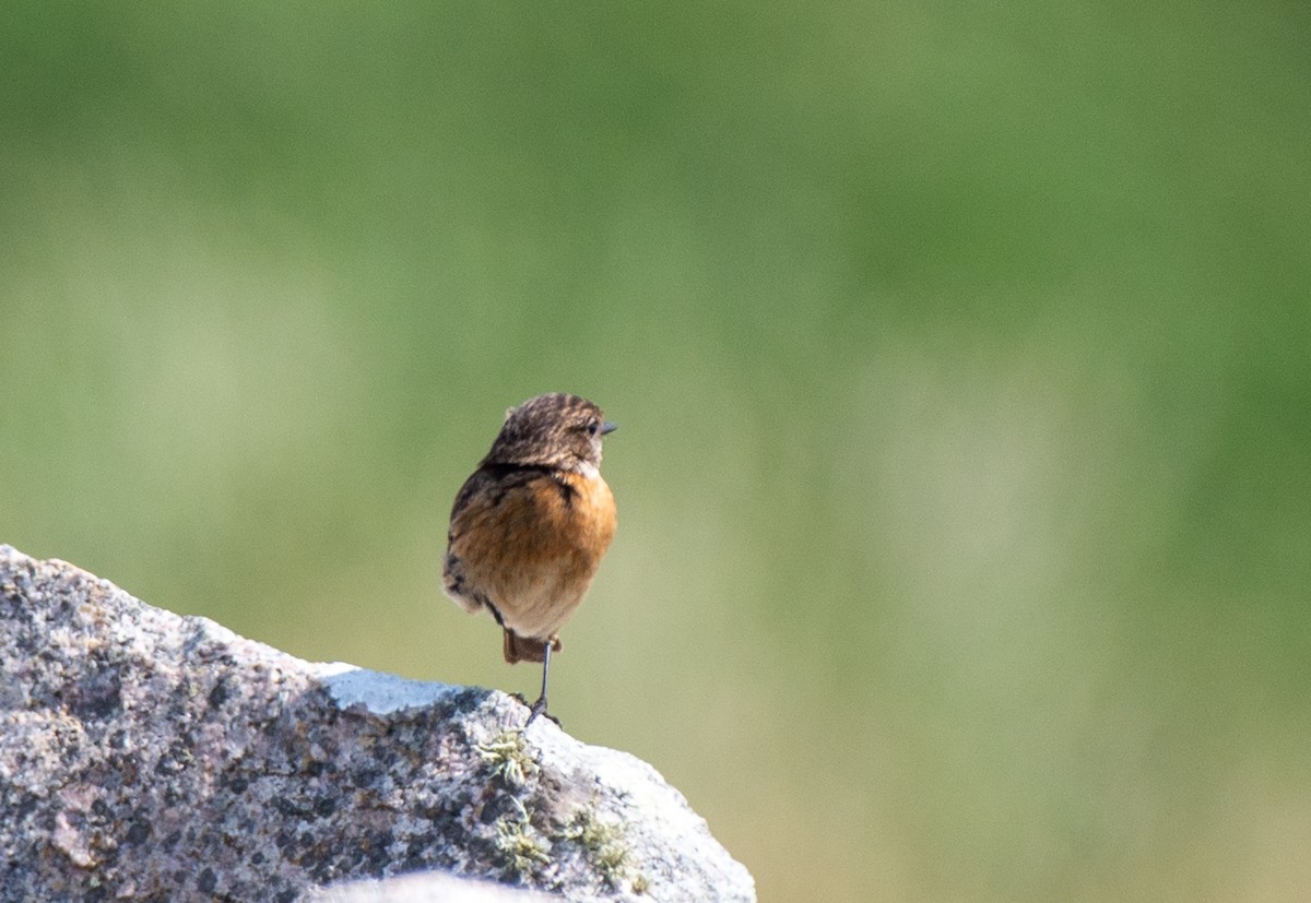 European Stonechat - ML585599351