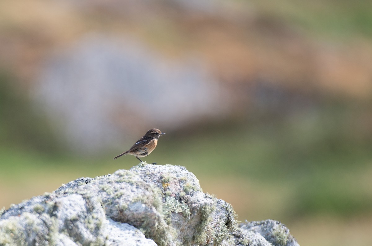 European Stonechat - ML585599361