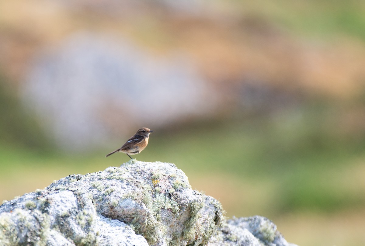 European Stonechat - ML585599391