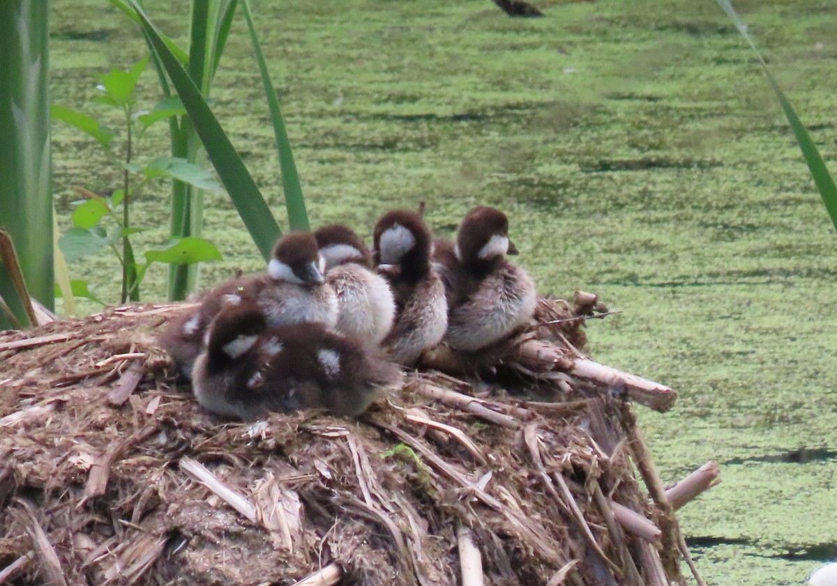 Common Goldeneye - Sara Harris