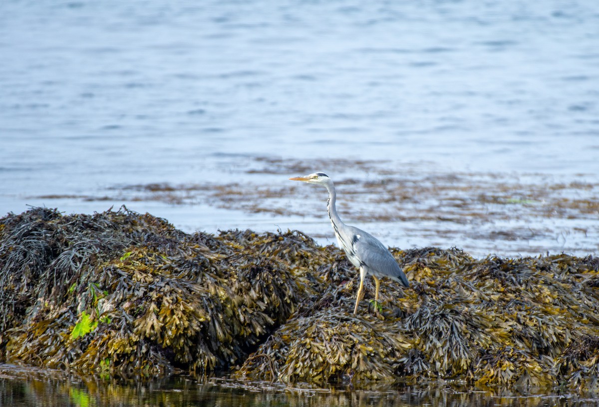 Gray Heron (Gray) - ML585599611