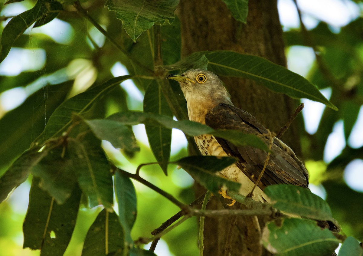 Common Hawk-Cuckoo - ML585600081