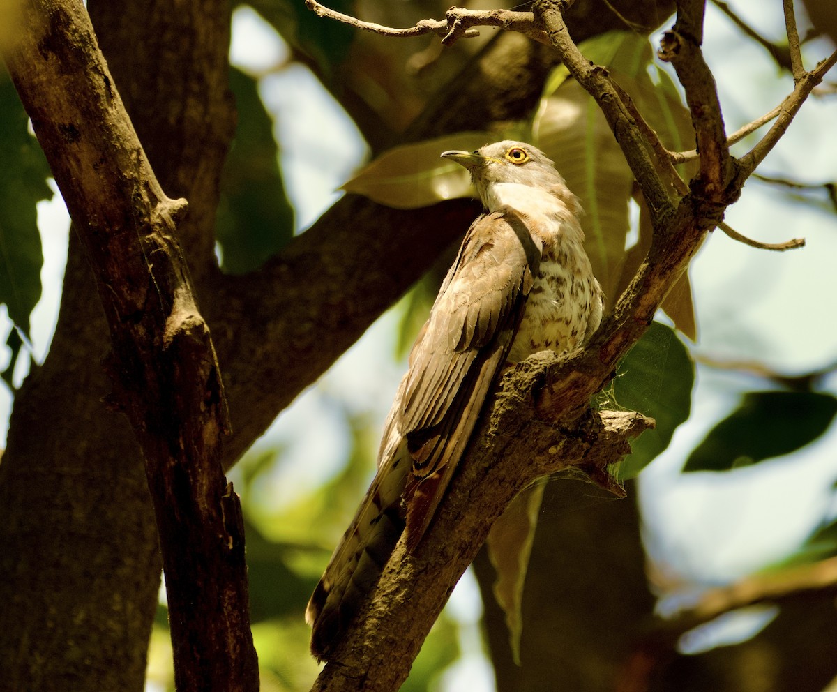 Common Hawk-Cuckoo - SIRISH KUMAR